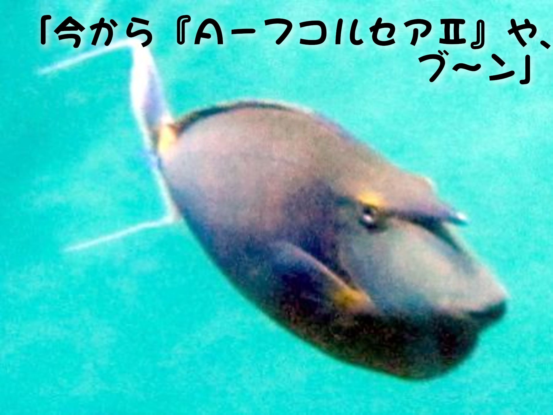 �e���O�_�C