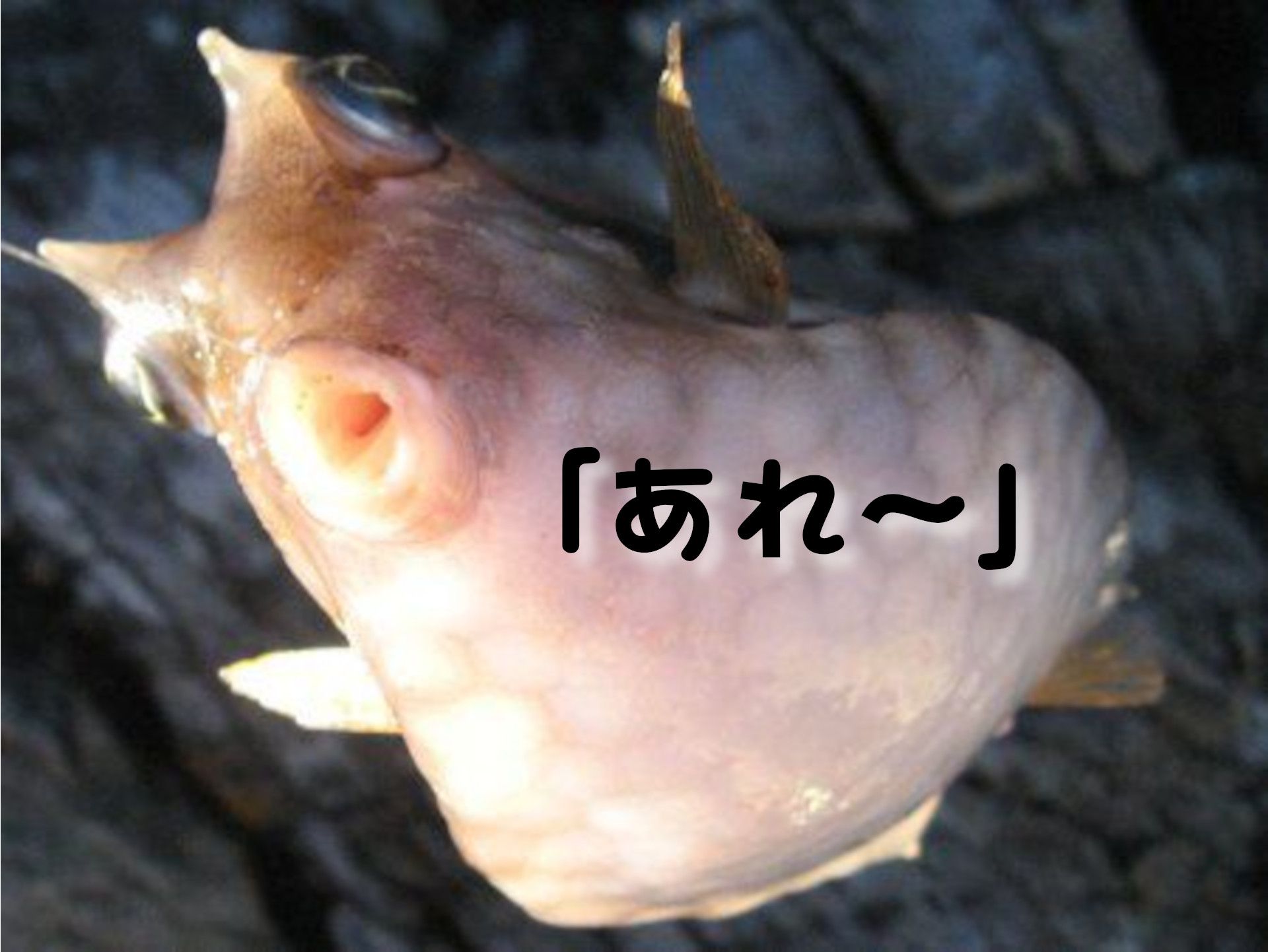 ワイ誰図書