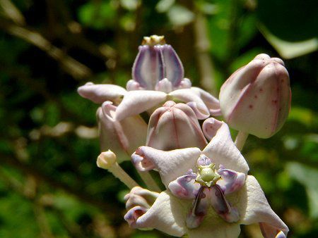 クラウン フラワー Crown Flower かぎけんweb