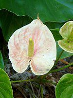 AXE(Anthurium)