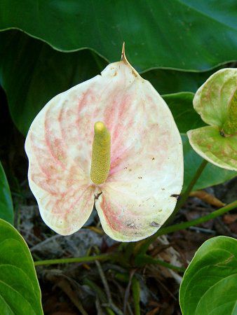 アンスリウム Anthurium かぎけんweb アンスリウム Anthurium かぎけんweb