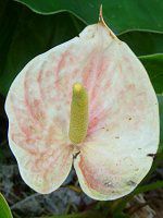 AXE(Anthurium)