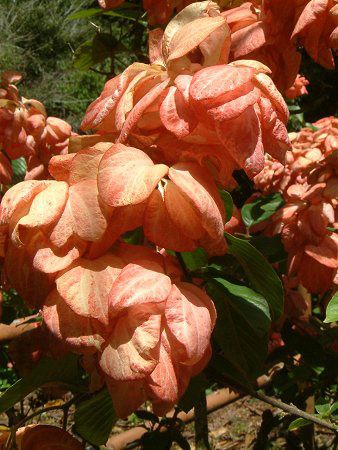 bTG_E}OTCTC_(Mussaenda cv. Magsaysay)