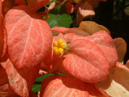 bTG_E}OTCTC(Mussaenda cv. Magsaysay)