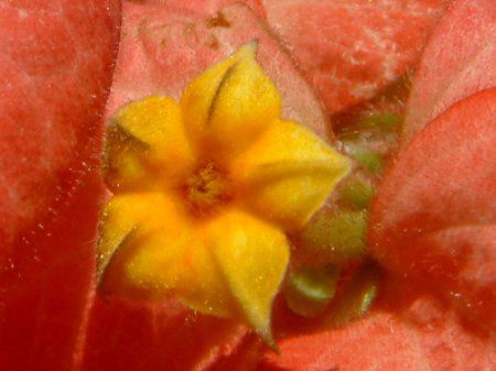 bTG_E}OTCTC(Mussaenda cv. Magsaysay)