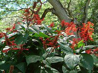 Ihgl}(Odontonema coccineum)