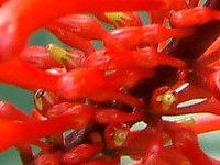 Ihgl}(Odontonema coccineum)