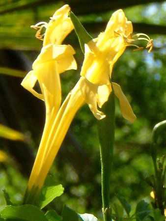 イエロー ケープ ハニーサックル Yellow Cape Honeysuckle かぎけんweb イエロー ケープ ハニーサックル Yellow Cape Honeysuckle かぎけんweb