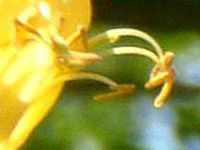 CG[EP[vEnj[TbN(Yellow cape honeysuckle)