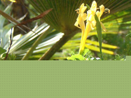 CG[EP[vEnj[TbN(Yellow cape honeysuckle)