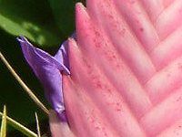 `WAEfj[(Tillandsia lindenii)