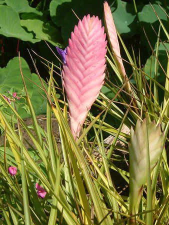 `WAEfj[(Tillandsia lindenii)