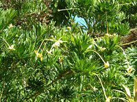 utFVAEfVt(Brunfelsia densiflora)