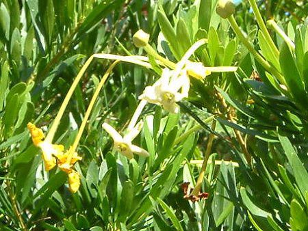 utFVAEfVt(Brunfelsia densiflora)