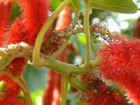 xjqmL(gR̖؁AAcalypha hispida)