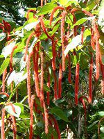 xjqmL(gR̖؁AAcalypha hispida)