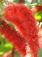 xjqmL(gR̖؁AAcalypha hispida)