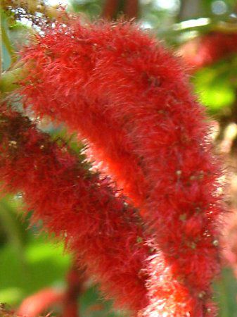 xjqmL(gR̖؁AAcalypha hispida)