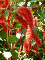 xjqmL(gR̖؁AAcalypha hispida)