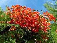 zEIE{N(P؁ARoyal poinciana)