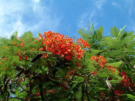 zEIE{N(P؁ARoyal poinciana)