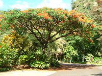 zEIE{N(P؁ARoyal poinciana)