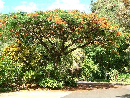 zEIE{N(P؁ARoyal poinciana)