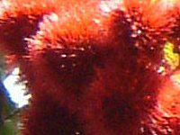 bvXeBbNEc[(Lipstic tree)