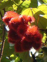 bvXeBbNEc[(Lipstic tree)