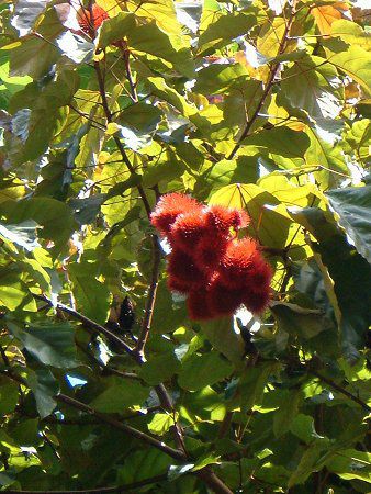 bvXeBbNEc[(Lipstic tree)