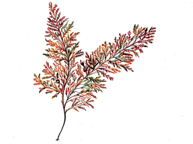 AJNiwFSargassum horneri)