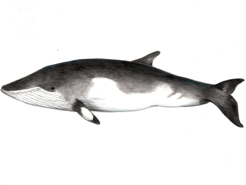 クジラ（鯨）【かぎけんWEB】