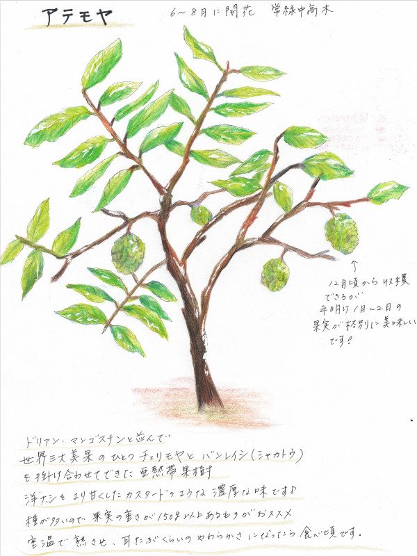 アテモヤの木