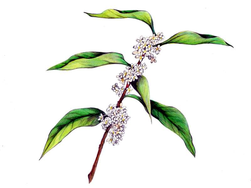 �M�����N�Z�C(��؍�)