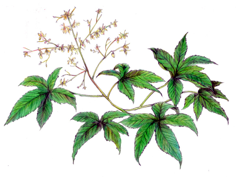 カナムグラ（鉄葎、学名：Humulus japonicus）