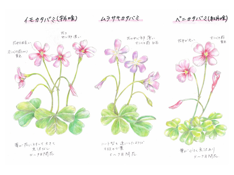 CJ^o~ATLJ^o~AxjJ^o~̈Ⴂ