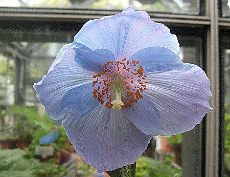 メコノプシス ベトニキフォリア Meconopsis Betonicifolia Franch かぎけんweb