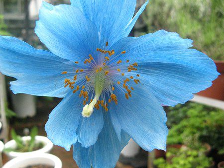 ヒマラヤの青いケシ メコノプシス グランディス Meconopsis Grandis Prain かぎけんweb