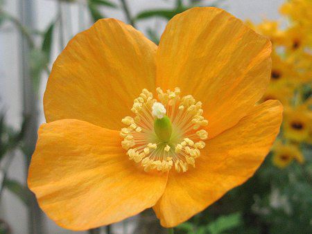 RmvVXEJuJiMeconopsis cambricaj 