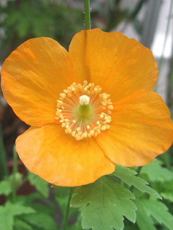 RmvVXEJuJ(M.cambrica)