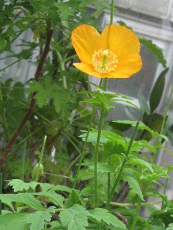 RmvVXEJuJ(M.cambrica)