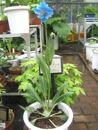 ヒマラヤの青いケシ メコノプシス グランディス Meconopsis Grandis Prain かぎけんweb