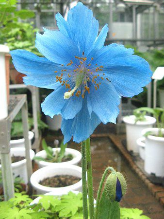 ヒマラヤの青いケシ メコノプシス グランディス Meconopsis Grandis Prain かぎけんweb ヒマラヤの青いケシ メコノプシス グランディス Meconopsis Grandis Prain かぎけんweb