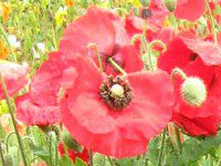 �q�i�Q�V(��㠈�)-red-spring