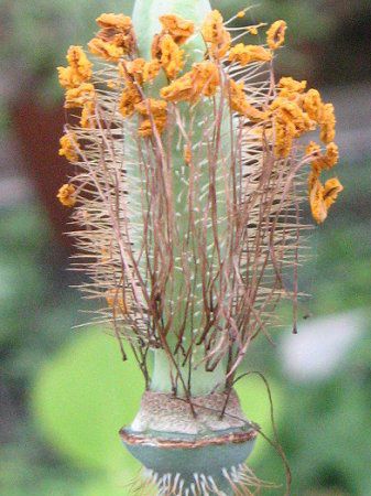 RmvVXEOfBX(M.grandis)