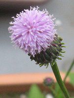 �L�c�l�m�A�U�~�i�ϖ��H�j