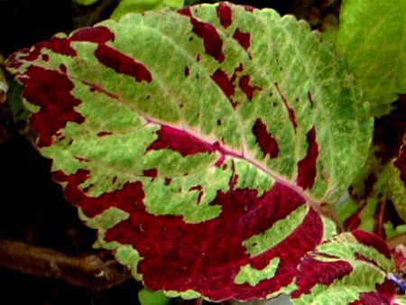 REX(Coleus)