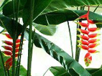 wRjAXg[^(Heliconia Rostrata)