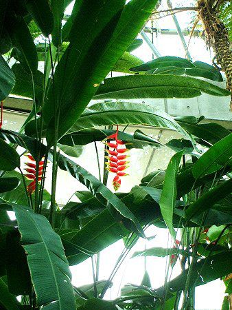 wRjAXg[^(Heliconia Rostrata)