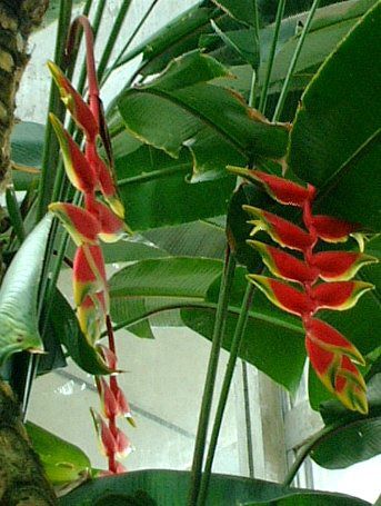 ヘリコニア ロストラタ Heliconia Rostrata かぎけんweb